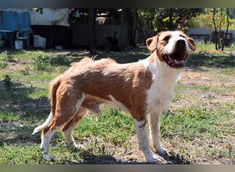 Terrier-Mix Max, ein junger, aktiver Bursche, auf der Suche nach seinen Lieblingsmenschen