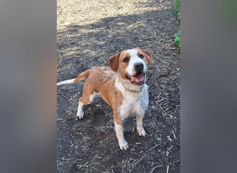 Terrier-Mix Max, ein junger, aktiver Bursche, auf der Suche nach seinen Lieblingsmenschen