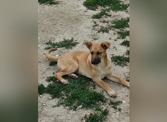 Giada – Die verspielte Junghündin sucht ihr Zuhause