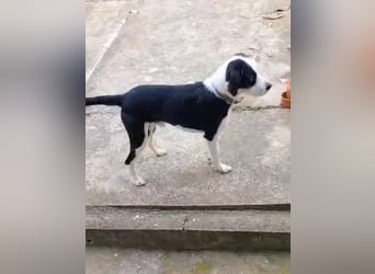 Vermittlungshilfe für Bruno