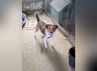 Mirko wünscht sich ein aktives Zuhause