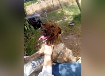 Lucky – verschmuster Herzenshund sucht endlich seine Menschen