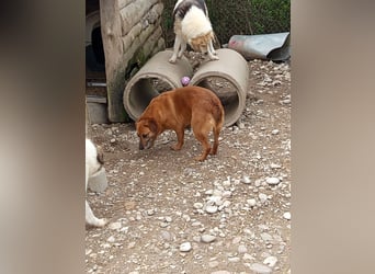 Lara wartet auf ihr Forever Home