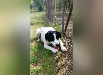 Nana, die treue Seele, sucht endlich ein Zuhause