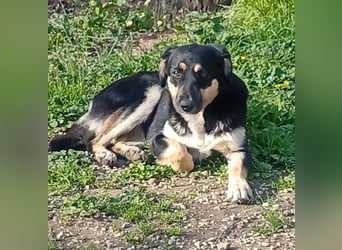 Lucy – die schüchterne Herzenshündin sucht Menschen, die ihr Zeit zum Vertrauen schenken