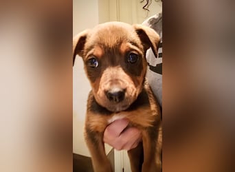 MARTA - Ein Welpenmädchen, das gerne teilt :)