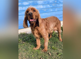 Vermittlungshilfe für Rocco