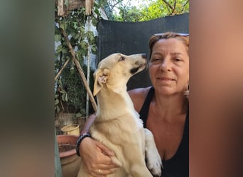 Mela, die fröhliche Junghündin ist noch auf der Suche nach ihrem Zuhause