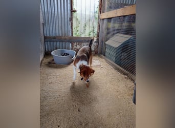 Mirko wünscht sich ein aktives Zuhause