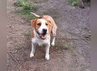 Terrier-Mix Max, ein junger, aktiver Bursche, auf der Suche nach seinen Lieblingsmenschen