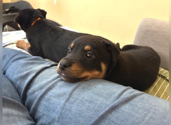 Kian - ein Sonnenschein aus Italien sucht sein Zuhause