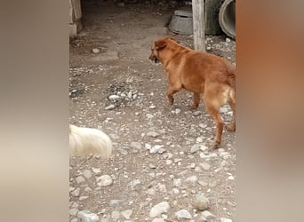 Lara wartet auf ihr Forever Home