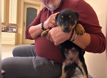 Kian - ein Sonnenschein aus Italien sucht sein Zuhause