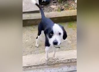 Vermittlungshilfe für Bruno