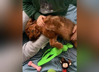 Vermittlungshilfe für Rocco