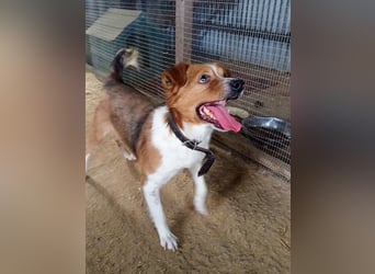 Mirko wünscht sich ein aktives Zuhause