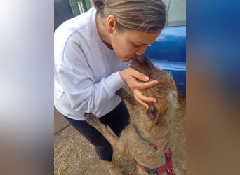 Lucky – verschmuster Herzenshund sucht endlich seine Menschen