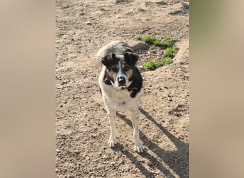 Leo – 10-jähriger Herzenshund sucht ein liebevolles Zuhause für seinen Lebensabend