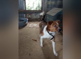 Mirko wünscht sich ein aktives Zuhause