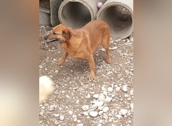 Lara wartet auf ihr Forever Home