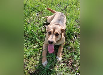 Harry – junger, fröhlicher Herzenshund sucht seine Familie
