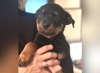 Vito – verspielter Schmusebär auf der Suche nach seiner Familie