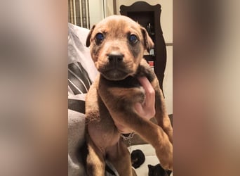 MARTA - Ein Welpenmädchen, das gerne teilt :)