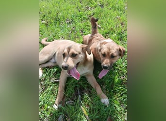 Harry – junger, fröhlicher Herzenshund sucht seine Familie