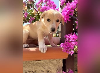 Dora – kleine Pfötchen, großes Glück sucht ihr Zuhause