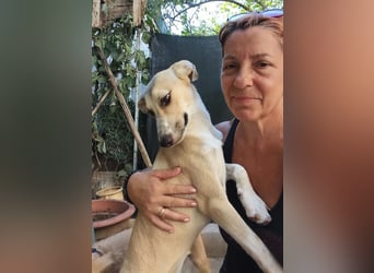 Mela, die fröhliche Junghündin ist noch auf der Suche nach ihrem Zuhause