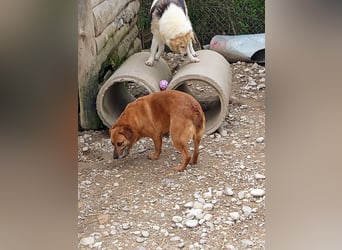 Lara wartet auf ihr Forever Home
