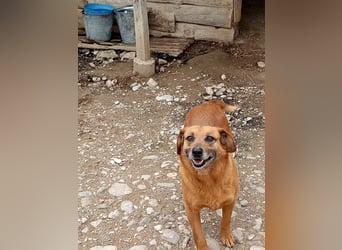 Lara wartet auf ihr Forever Home