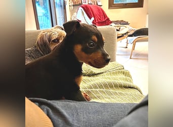 Kian - ein Sonnenschein aus Italien sucht sein Zuhause