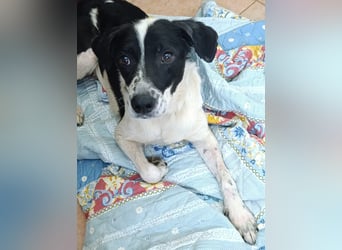 Peter – ein kleiner Kämpfer mit ganz großem Herzen sucht seine Familie