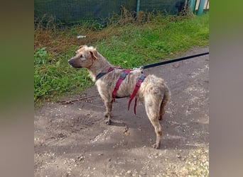 Lucky – verschmuster Herzenshund sucht endlich seine Menschen