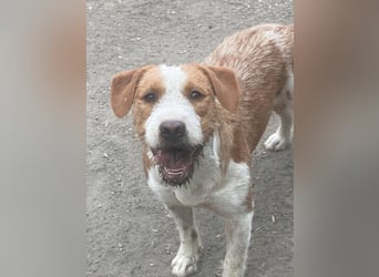 Terrier-Mix Max, ein junger, aktiver Bursche, auf der Suche nach seinen Lieblingsmenschen