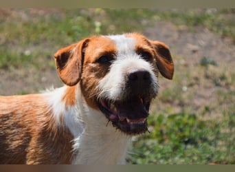 Terrier-Mix Max, ein junger, aktiver Bursche, auf der Suche nach seinen Lieblingsmenschen