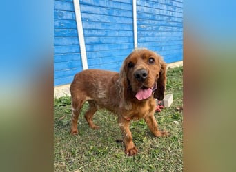 Vermittlungshilfe für Rocco