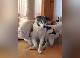 Hulk – älterer, ruhiger Herzenshund sucht sein Für-immer-Zuhause - auf Pflegestelle in 84323 Massing