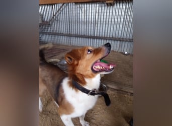 Mirko wünscht sich ein aktives Zuhause