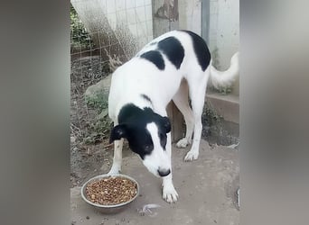 Nana, die treue Seele, sucht endlich ein Zuhause