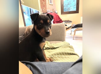 Kian - ein Sonnenschein aus Italien sucht sein Zuhause