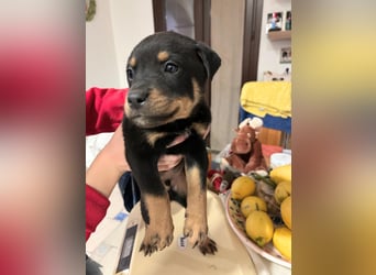 Kian - ein Sonnenschein aus Italien sucht sein Zuhause