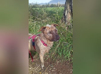 Lucky – verschmuster Herzenshund sucht endlich seine Menschen