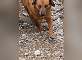 Lara wartet auf ihr Forever Home