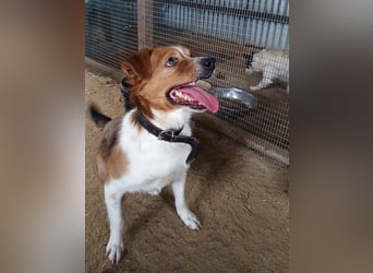 Mirko wünscht sich ein aktives Zuhause