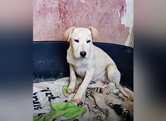 Aurora – vom Straßenrand gerettet. Jetzt ist das sanfte Welpenmädchen bereit für ihr Glück