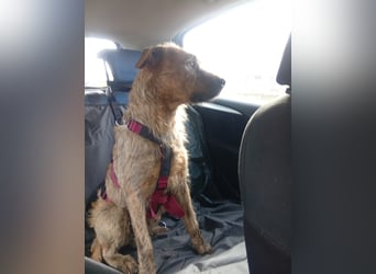 Lucky – verschmuster Herzenshund sucht endlich seine Menschen