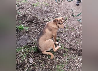 Harry – junger, fröhlicher Herzenshund sucht seine Familie
