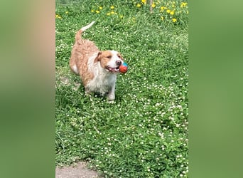 Terrier-Mix Max, ein junger, aktiver Bursche, auf der Suche nach seinen Lieblingsmenschen